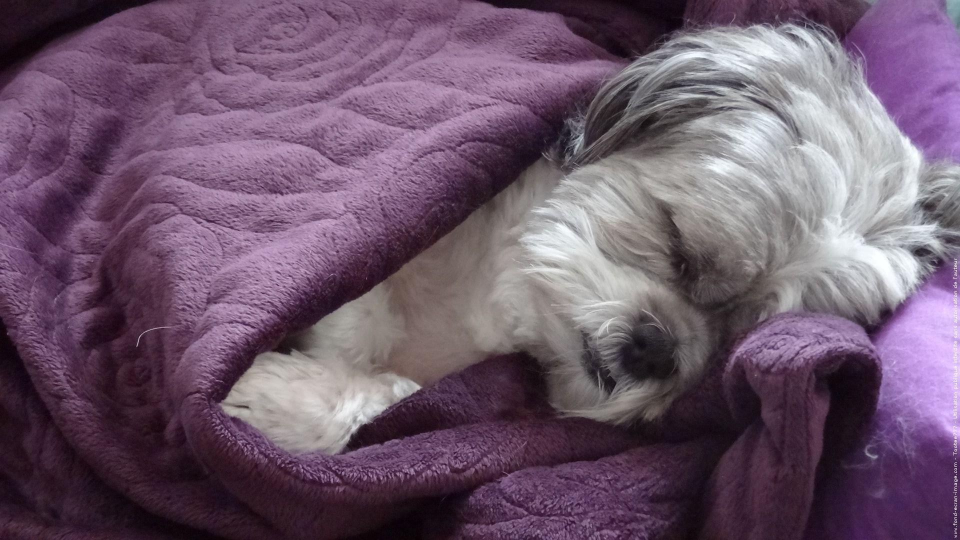 Shih Tzu HD Desktop Wallpaperwallpaper.net
