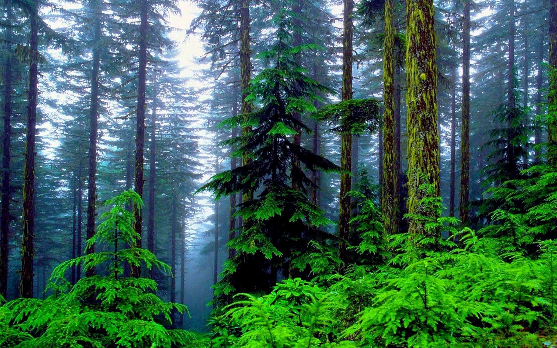 High Quality Image of Stunning Forest in Top Collection, BsnSCB