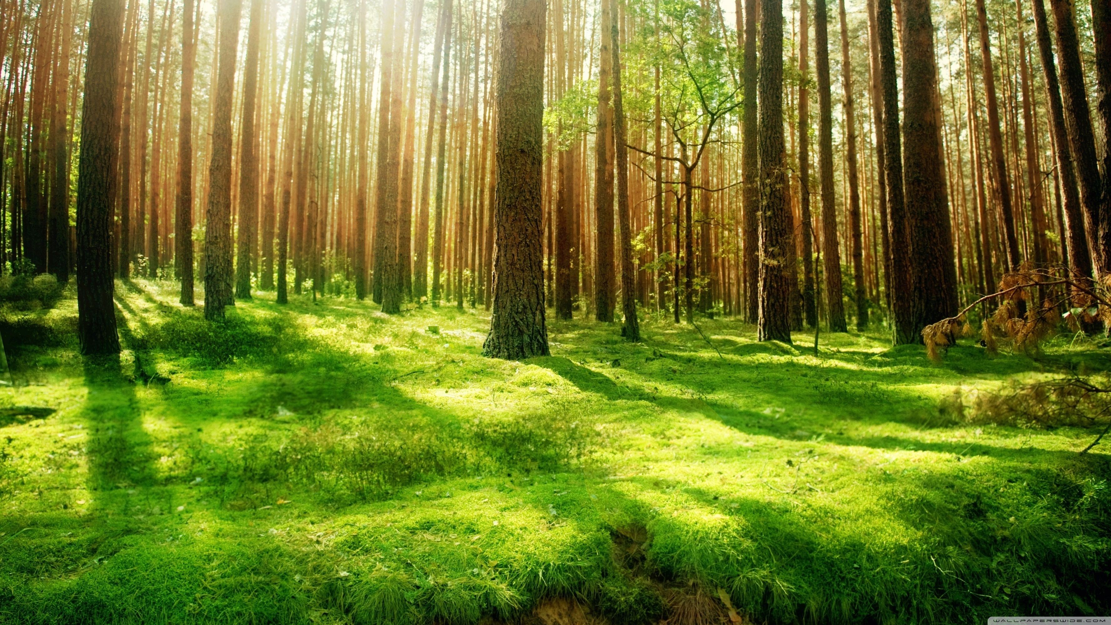 Forests HD wallpaper Gallery