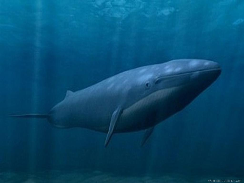 Blue Whale Calf HD Wallpaper, Background Image