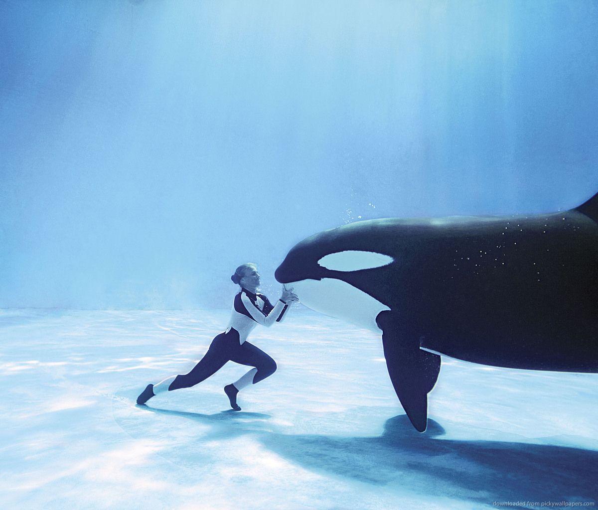 Blue Whale HD Image Wallpaper 12031