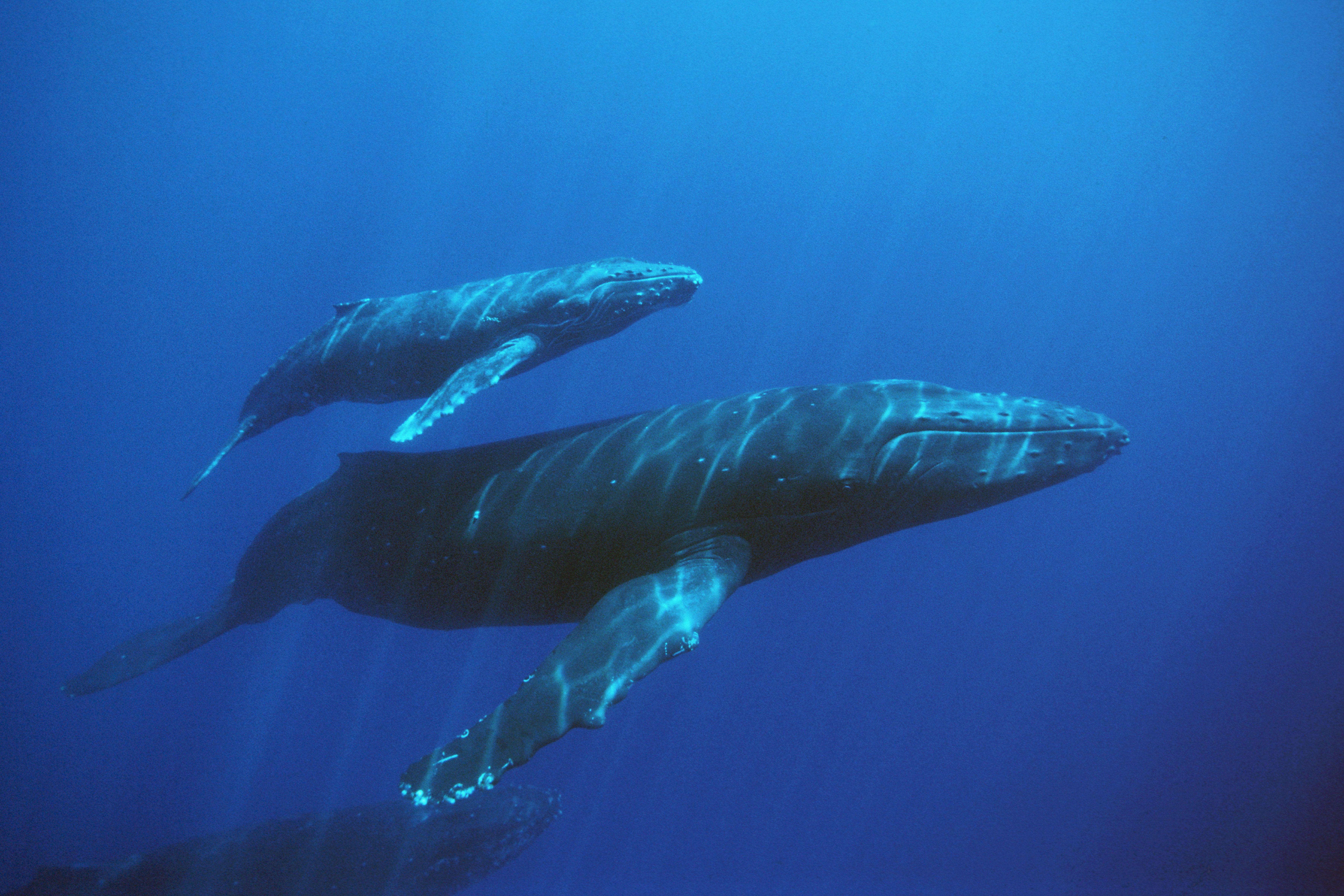 Голубой кит блювал