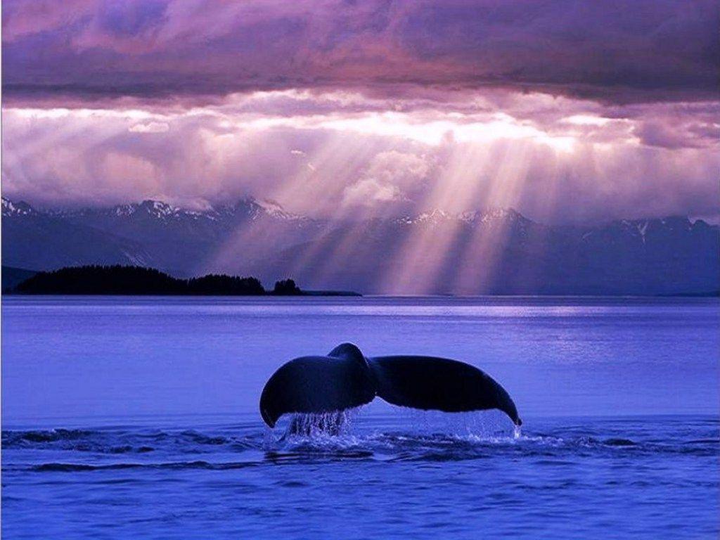 Blue Whales. Free Whale in the evening blue Wallpaper