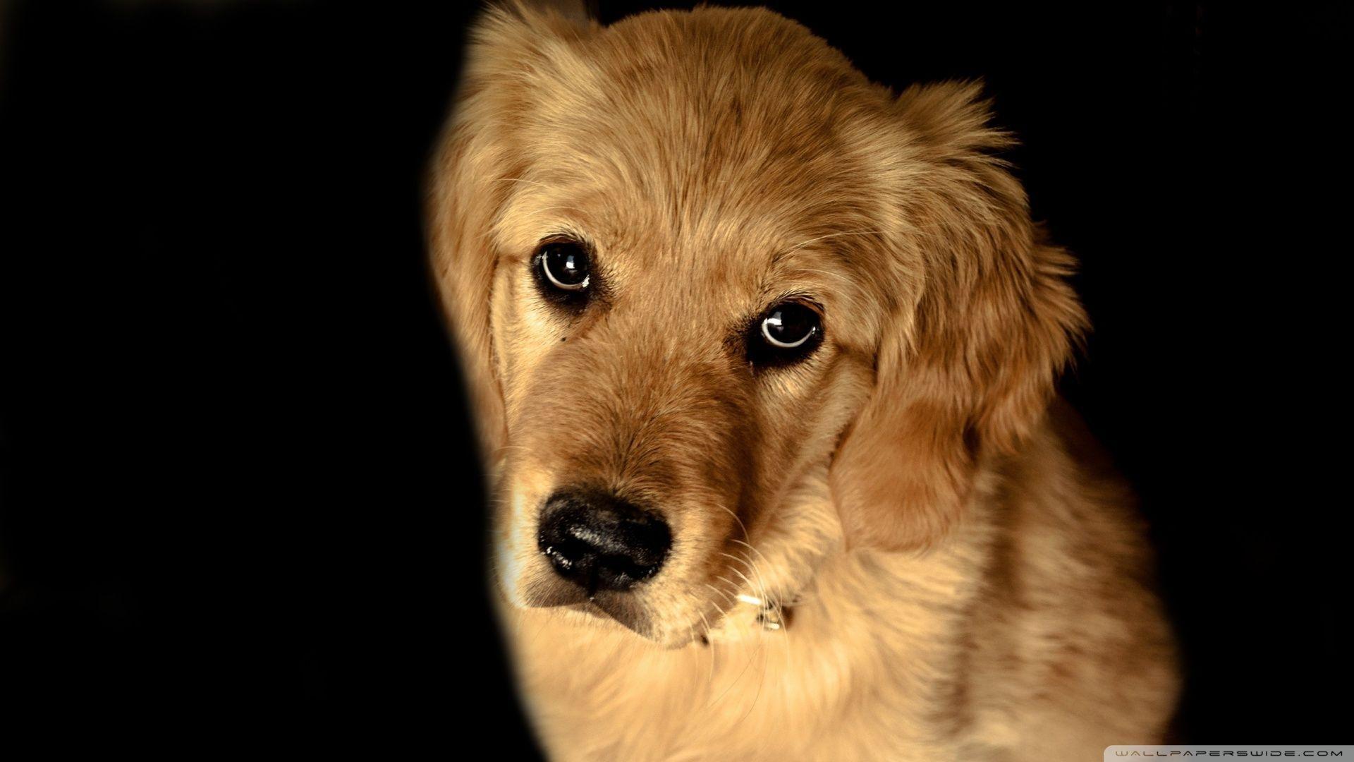 Golden Retriever Dog HD desktop wallpaper, High Definition
