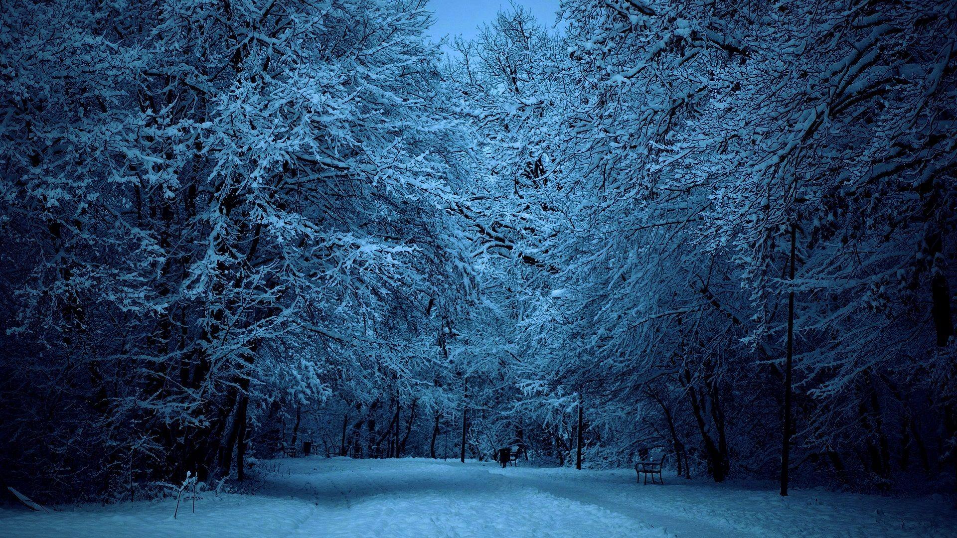 Winter Forest Night Image On Wallpaper 1080p HD