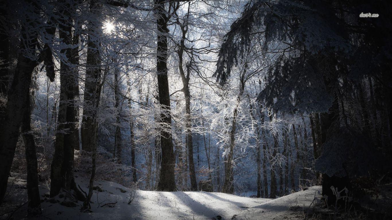 Winter Forest Night Wallpaper HD Resolution Outdoors Wallpaper 1080p