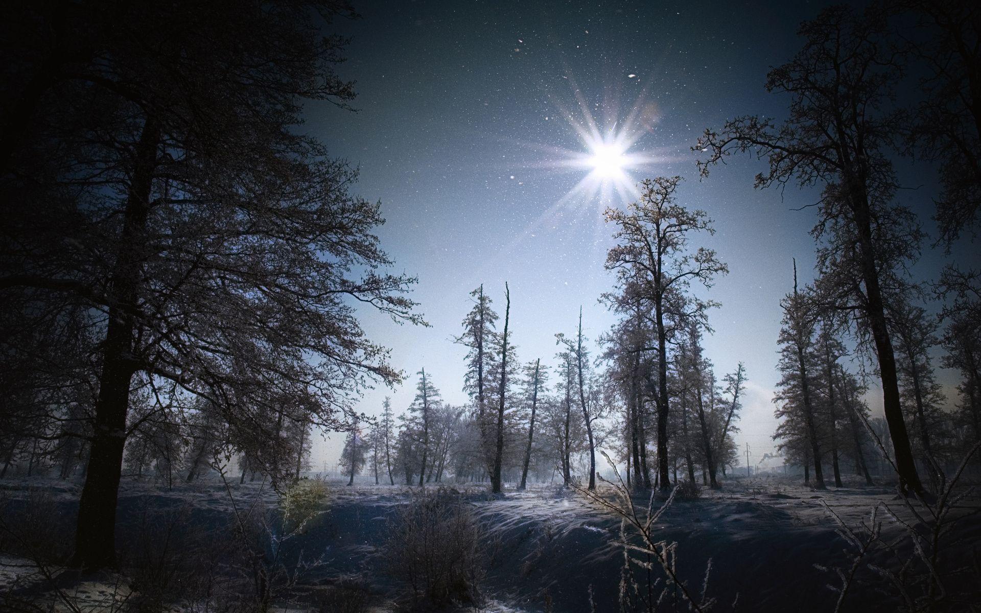 Flakes winter snow night moon light landscapes trees forest