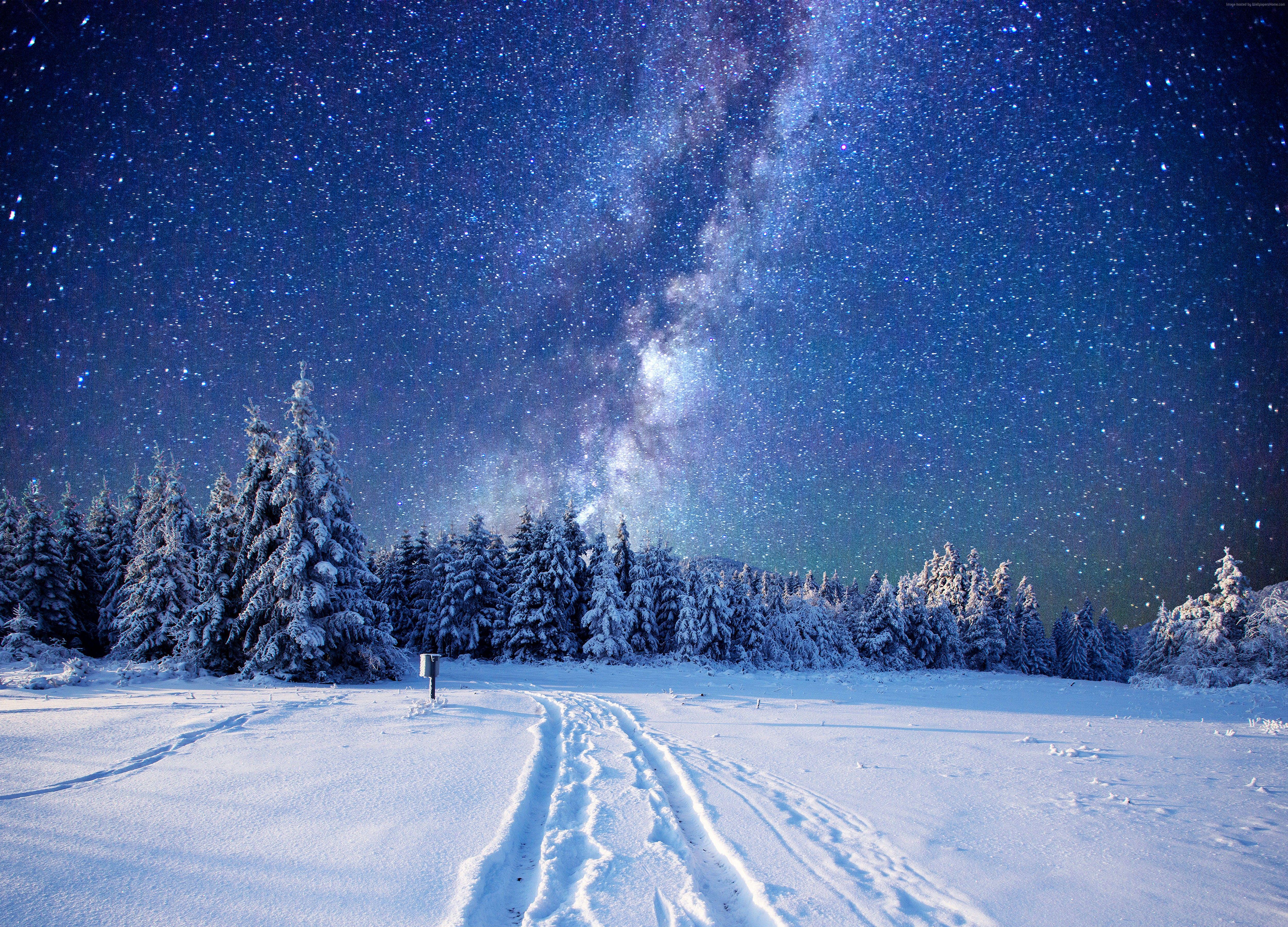 Wallpaper forest, snow, winter, sky, stars, night, 5k, Nature