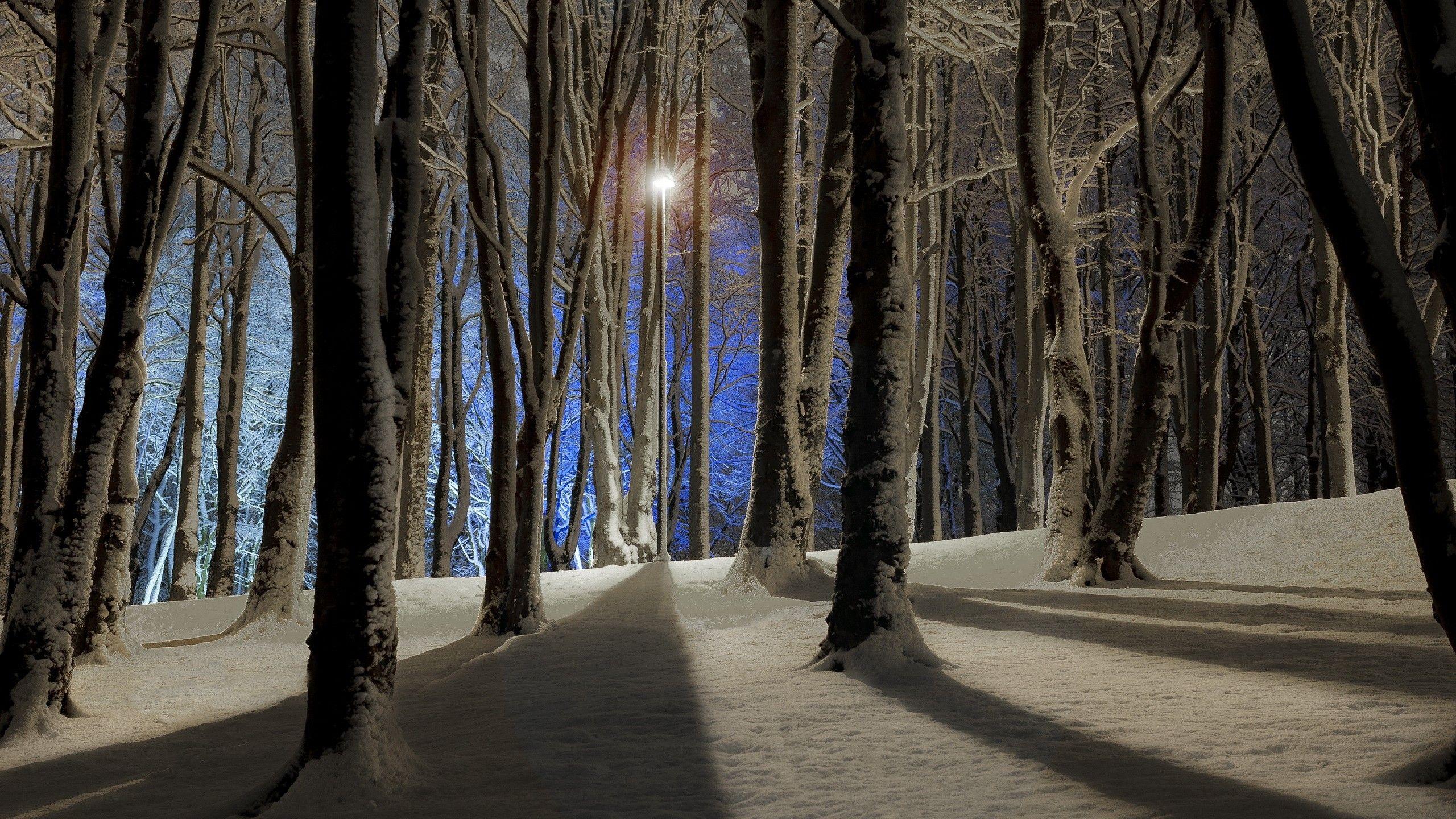 Inter Forest At Night HD Wallpaper, Background Image