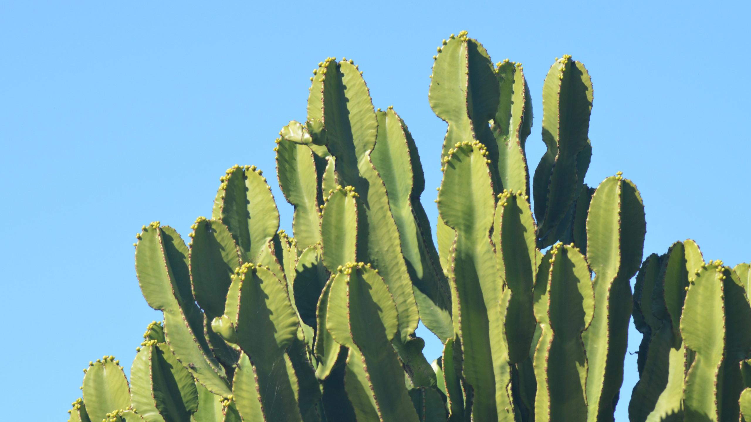 Kaktus Wallpaper. (53++ Wallpaper)