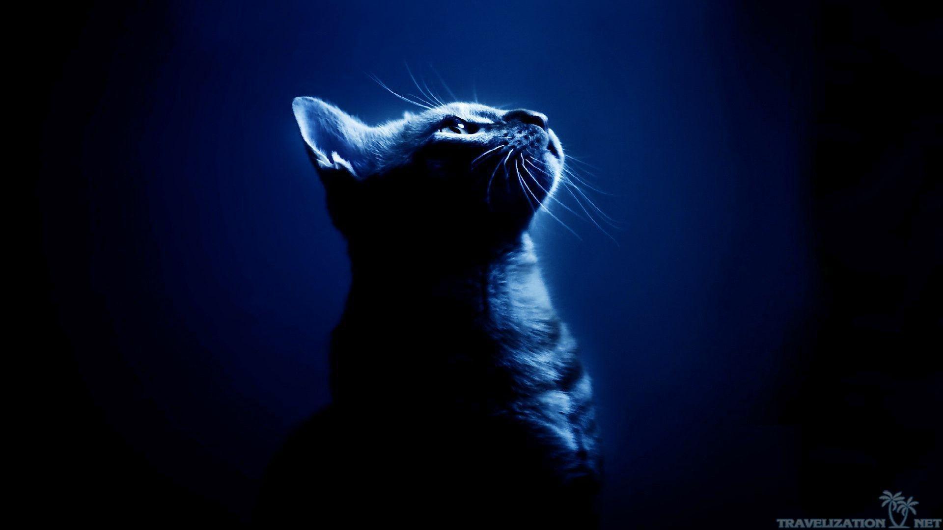 Warrior Cat Wallpaper Background