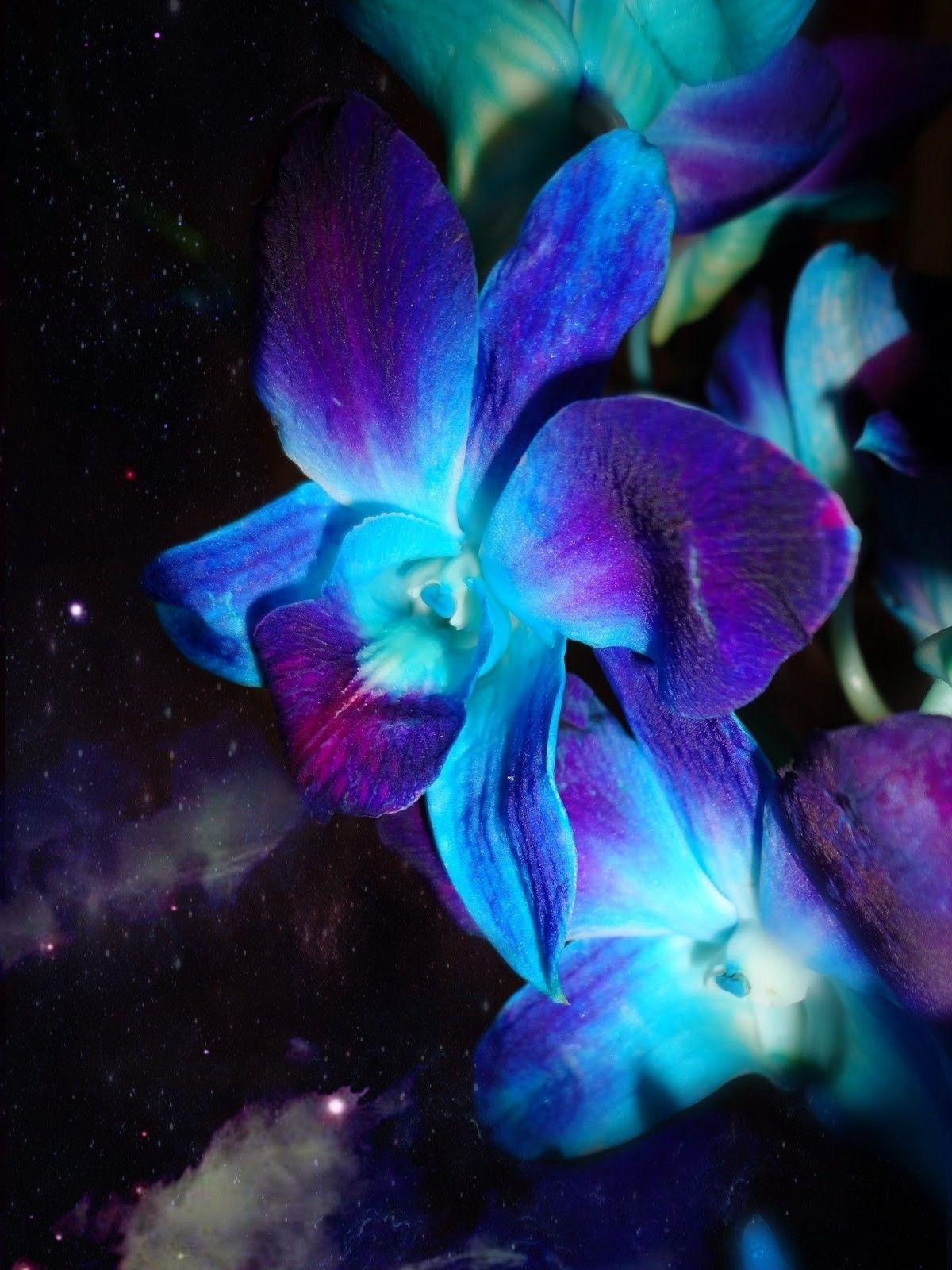 Blue and purple orchid wallpaper. Wallpaper ❤