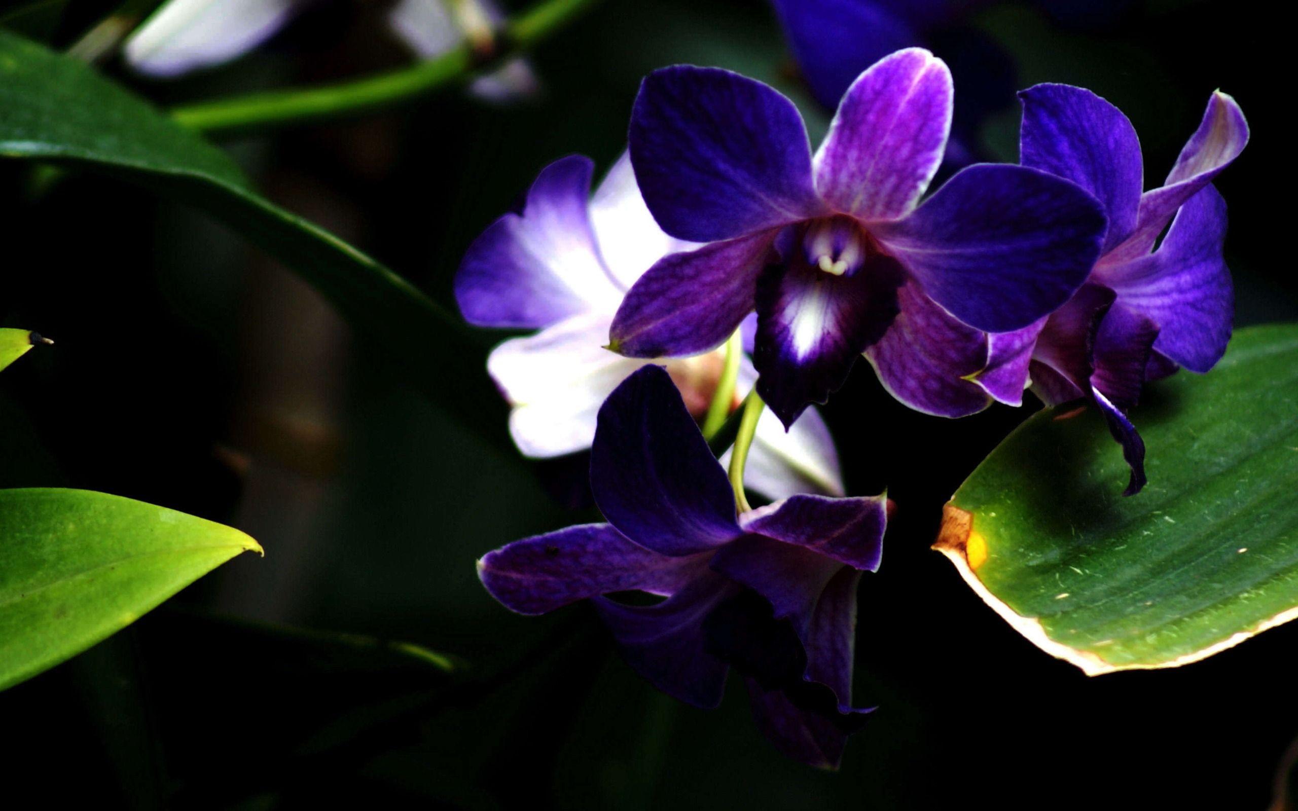 Blue And Purple Orchids HD Wallpaper, Background Image