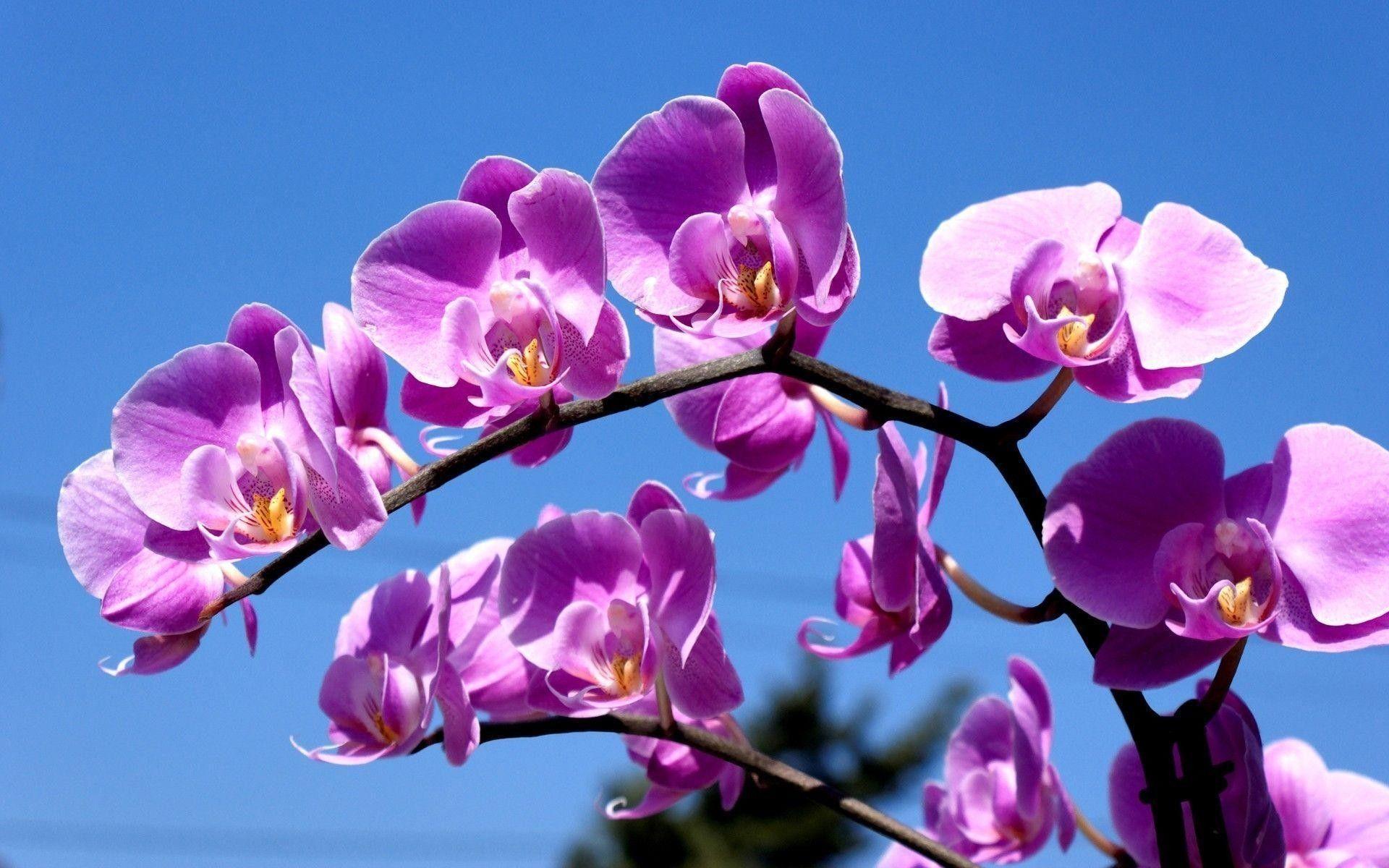 Purple Orchid Wallpaper