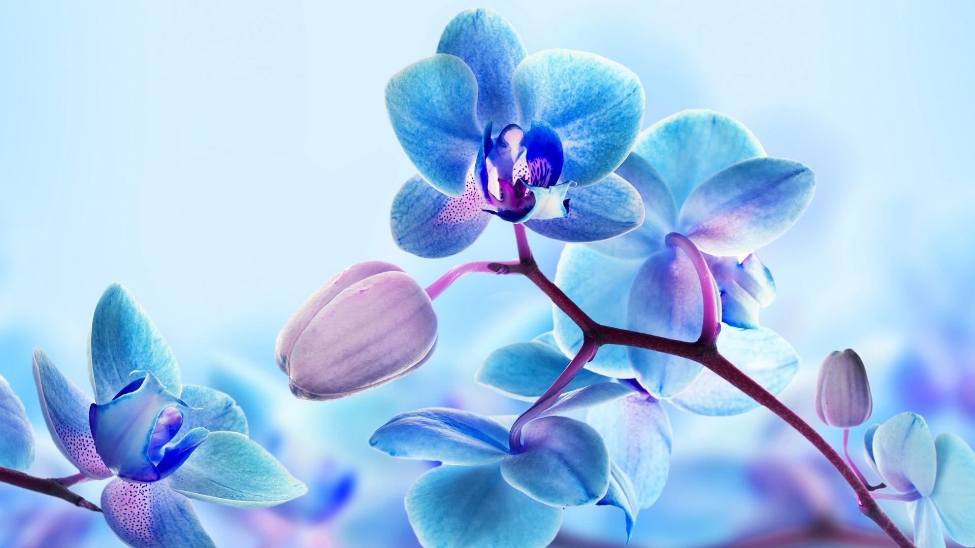 Blue Orchid Wallpaper. Wallpaper Studio 10. Tens of thousands HD