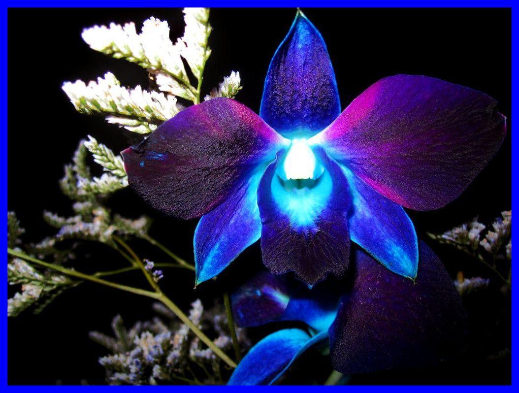 Blue And Purple Orchid Wallpapers - Wallpaper Cave