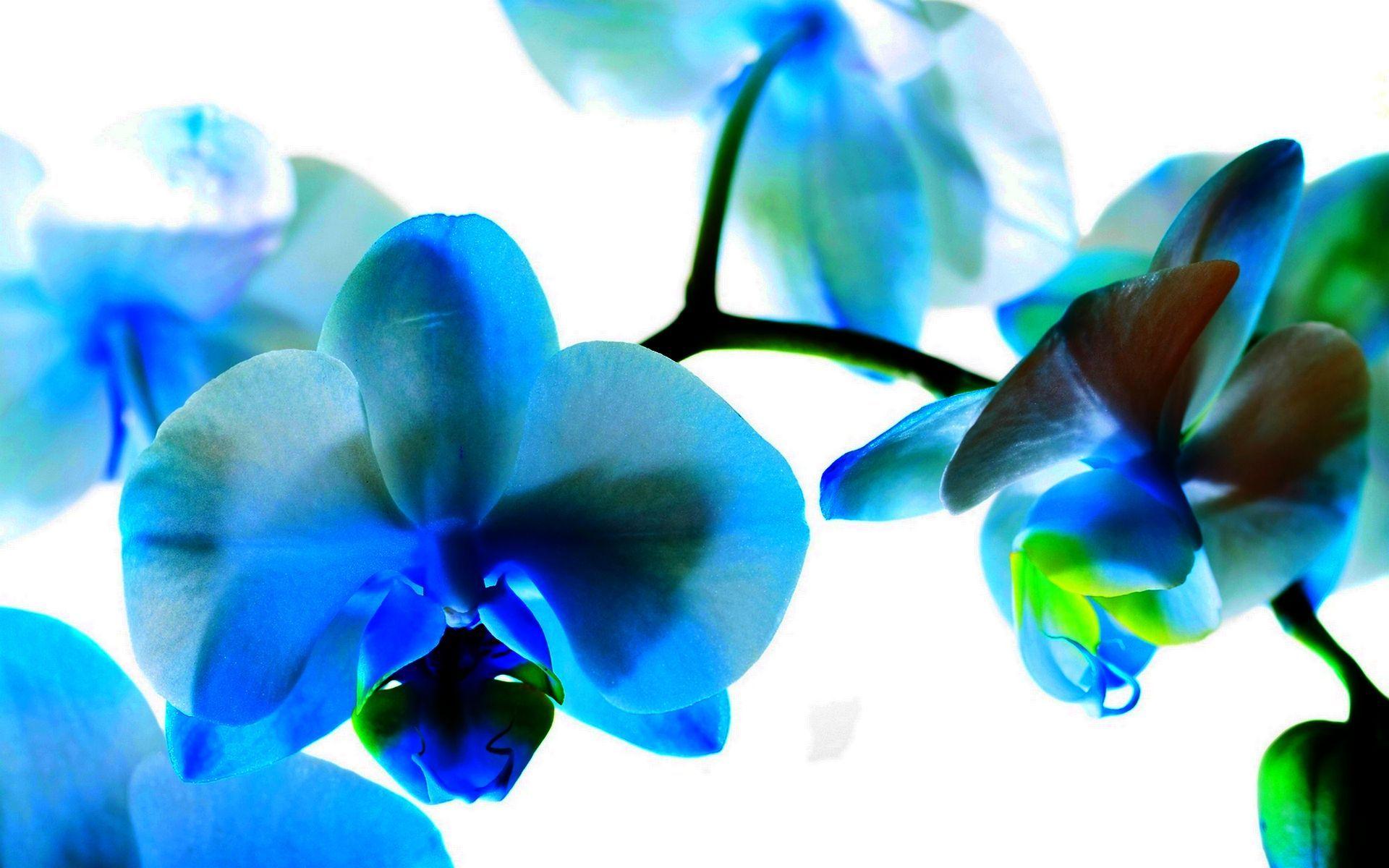 Flower Wallpaper Blue Orchid. Download Cyan Colored Orchid