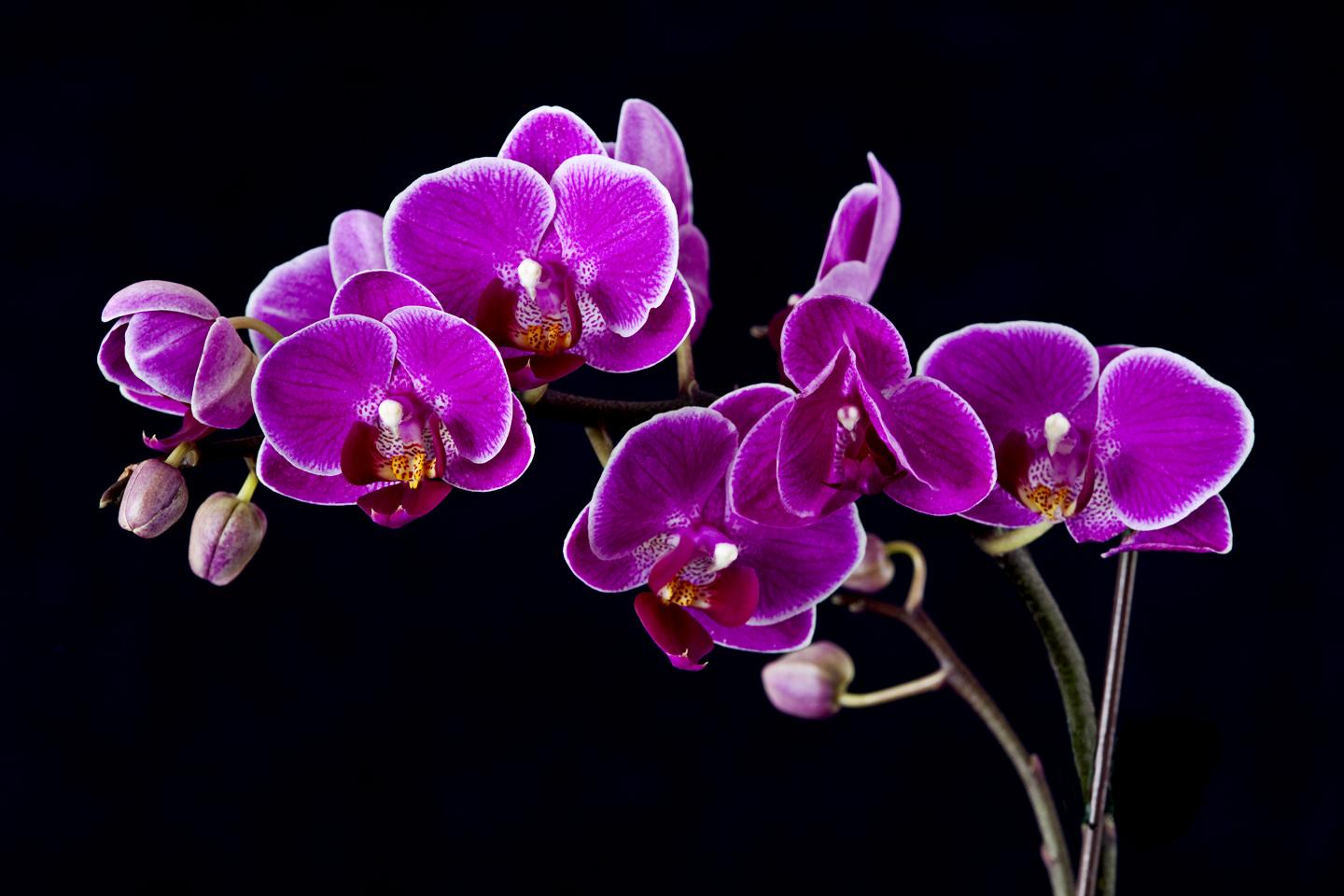 knumathise: Purple Orchids Image