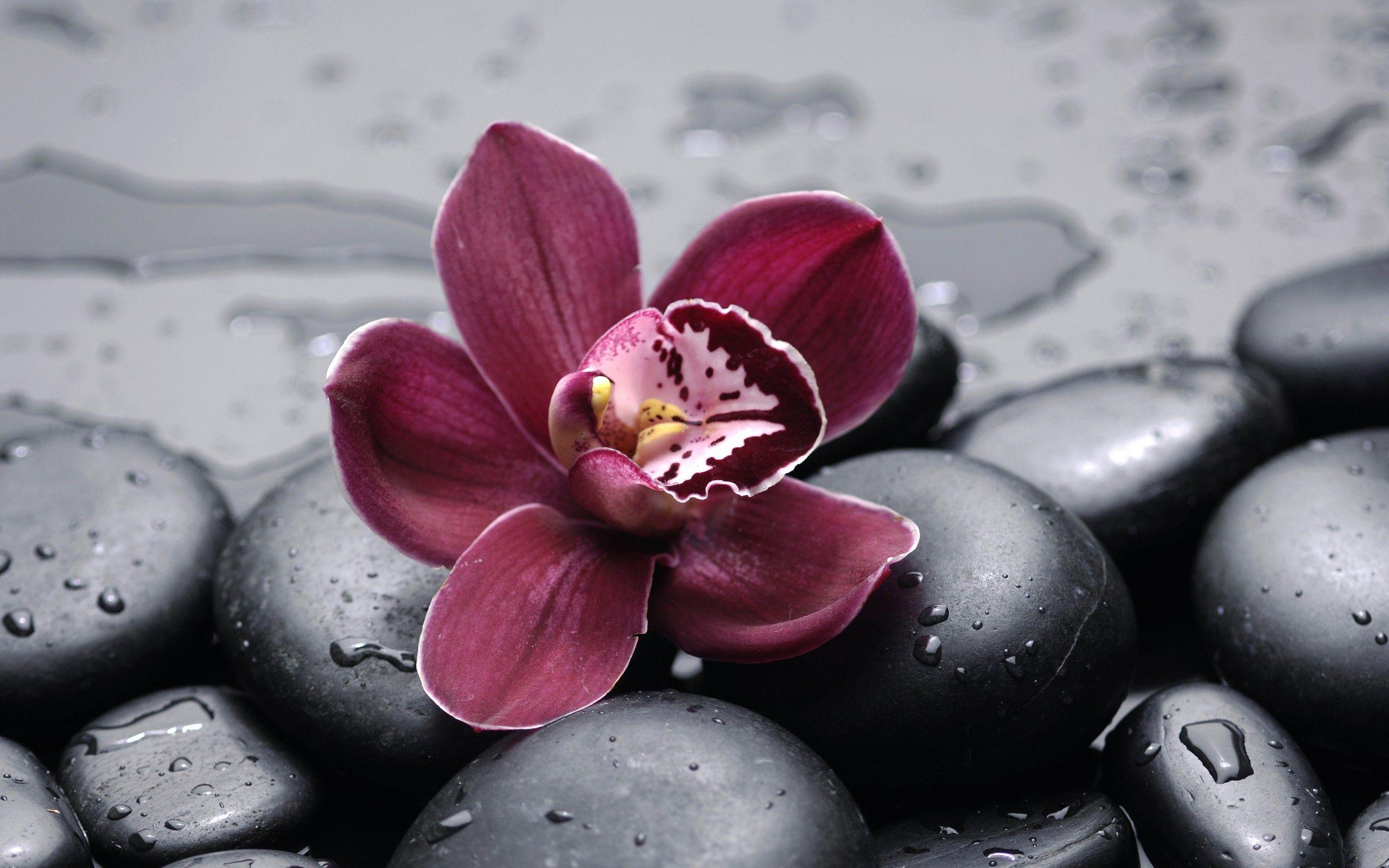 Orchid HD Wallpaper and Background Image