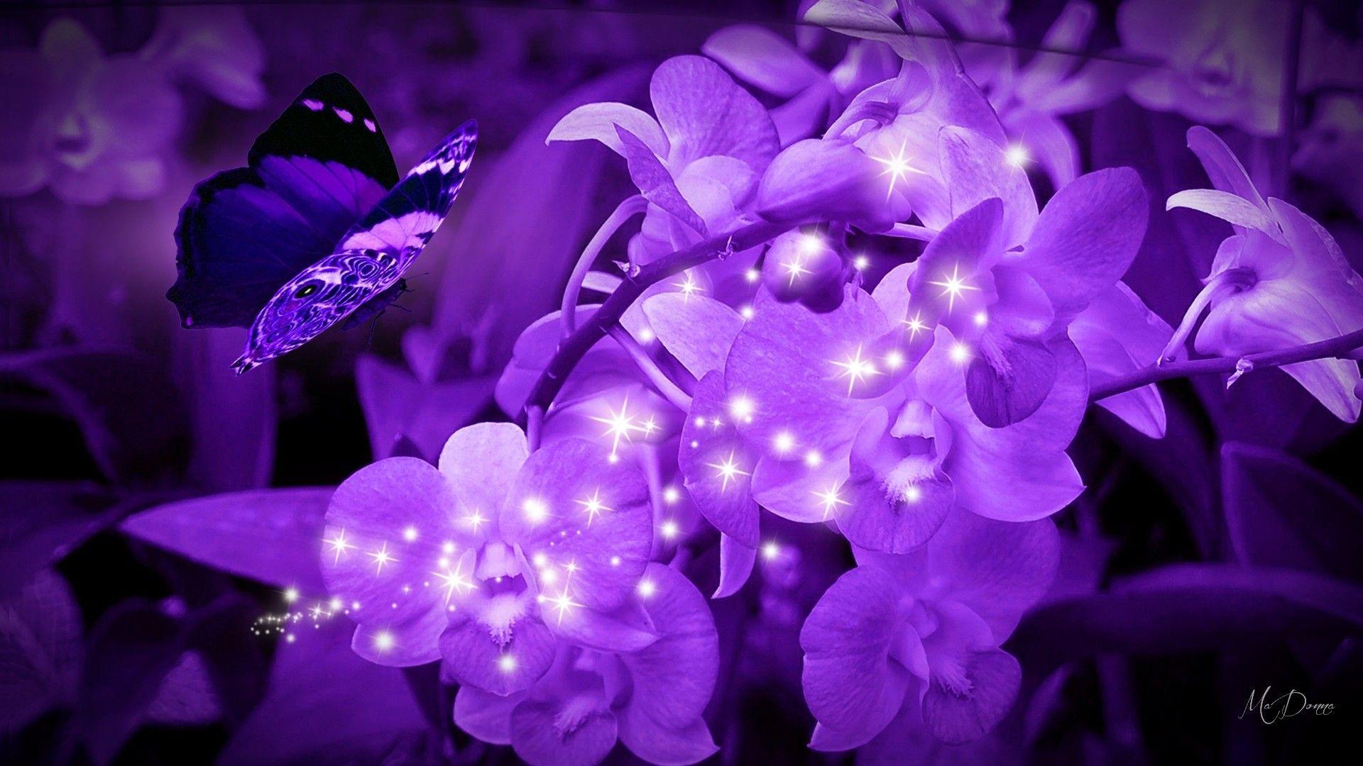 Blue And Purple Orchid Wallpapers - Wallpaper Cave