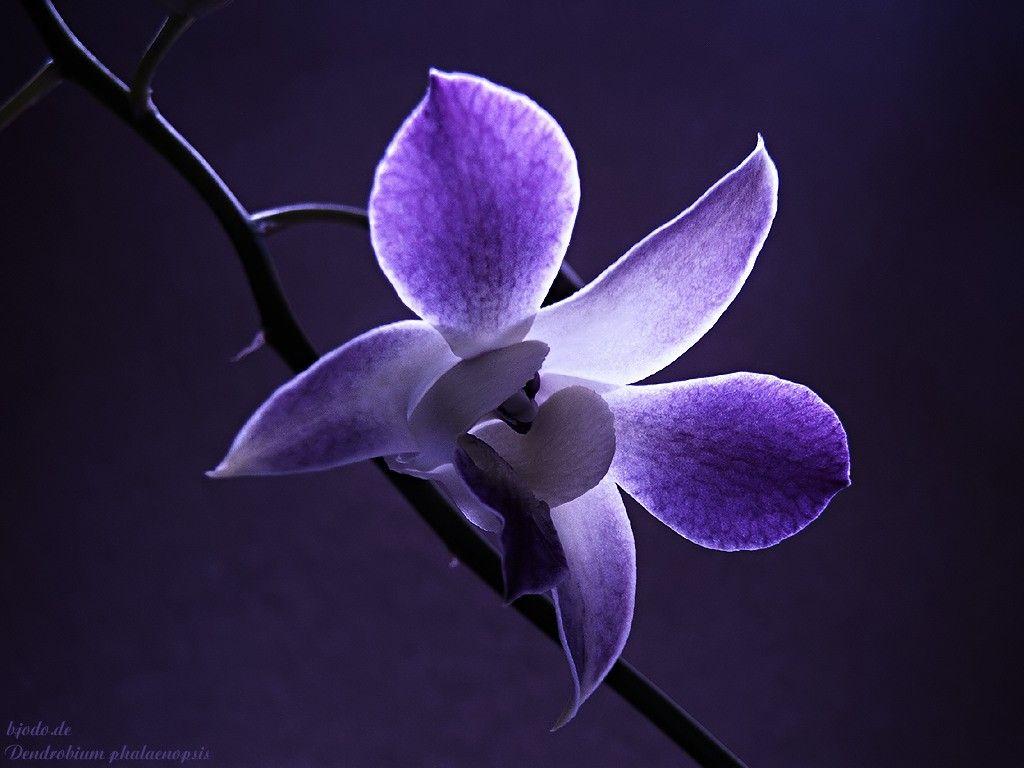 Flowers: Nature Flower Dendrobium Purple Orchid Blue Wallpaper