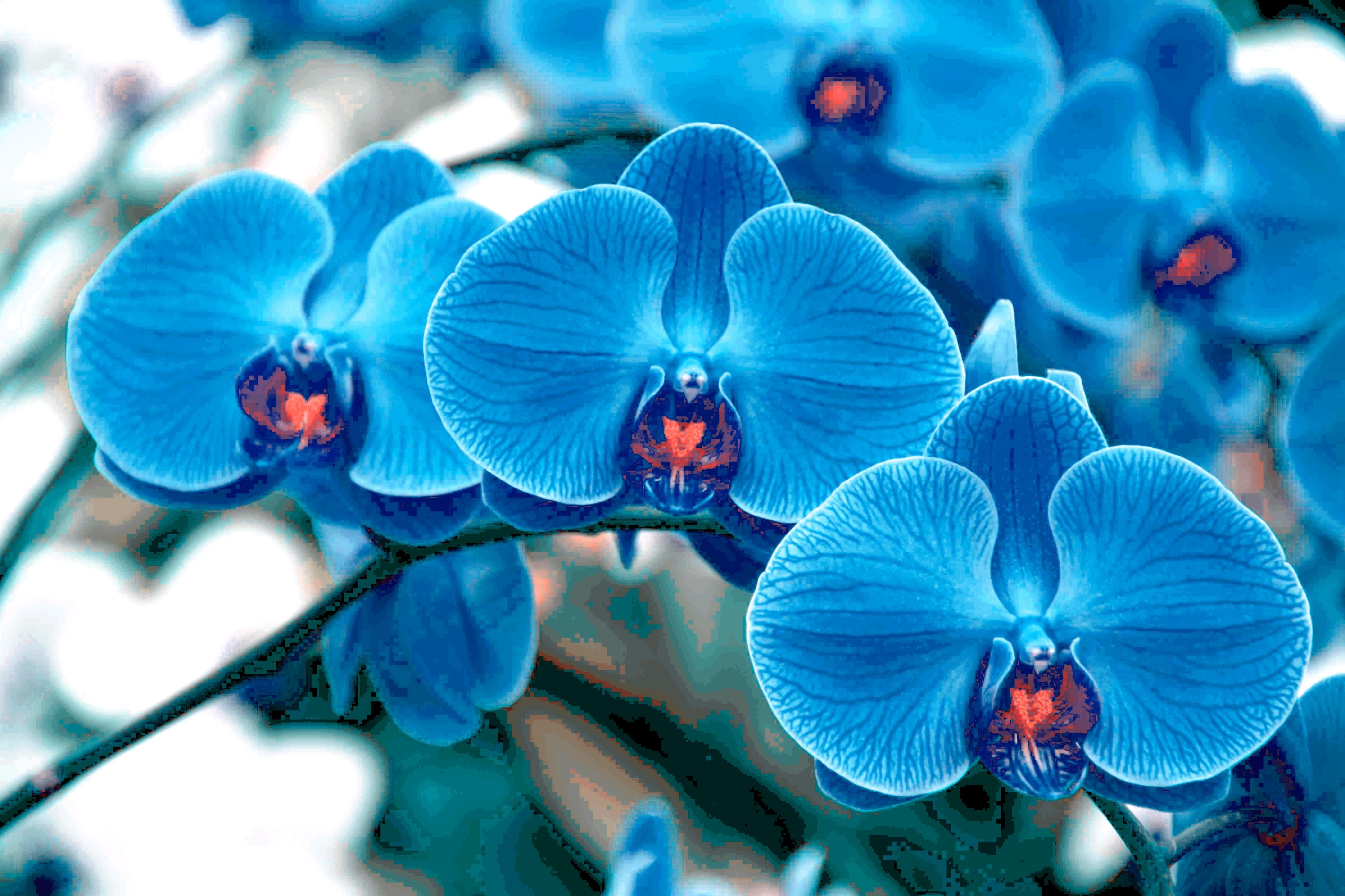 Blue Orchid Wallpaper High Quality. Download Free. Flower