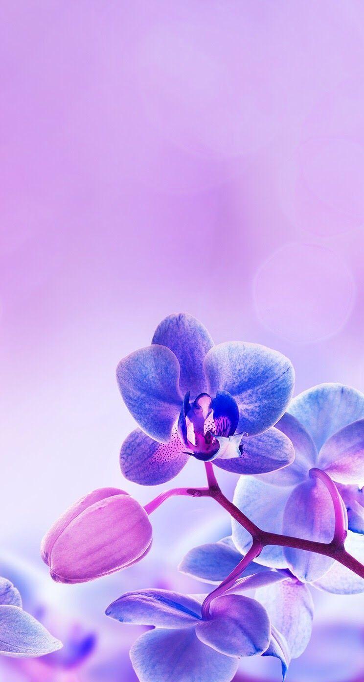 Purple orchid iPhone wallpaper background lockscreen. Wallpaper