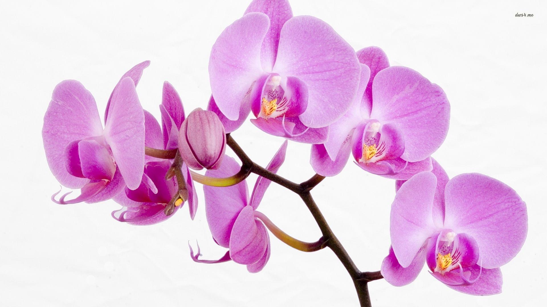 Pink orchids wallpaper wallpaper