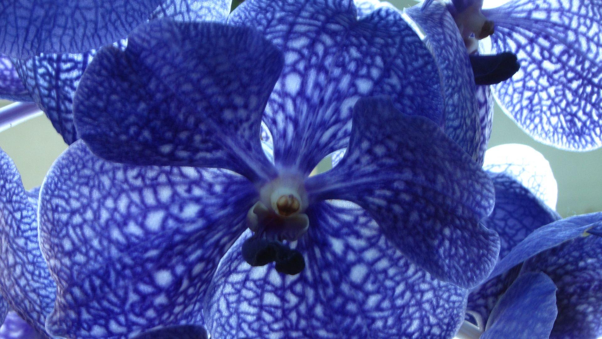 Blue Orchid Wallpaper High Quality