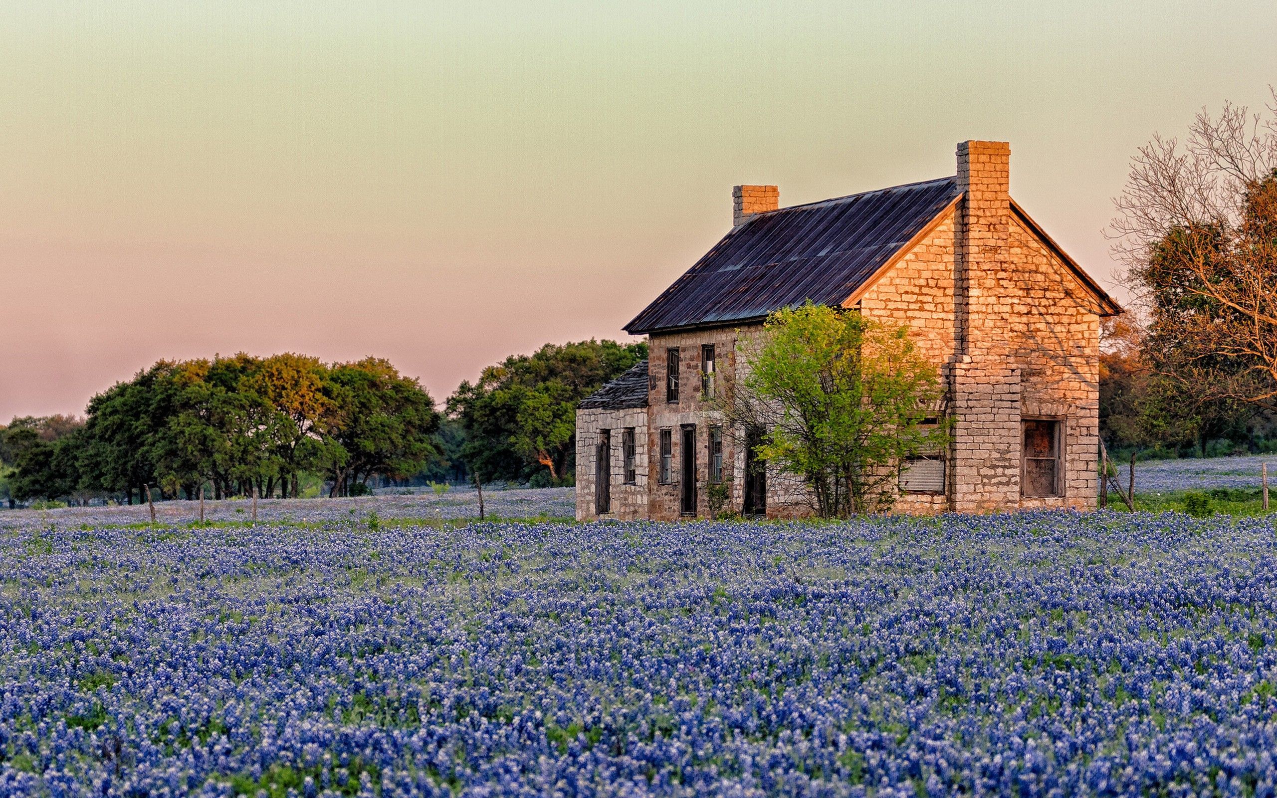 Texas sunlight blue flowers Bluebonnet HD wallpaper Lg pic. all