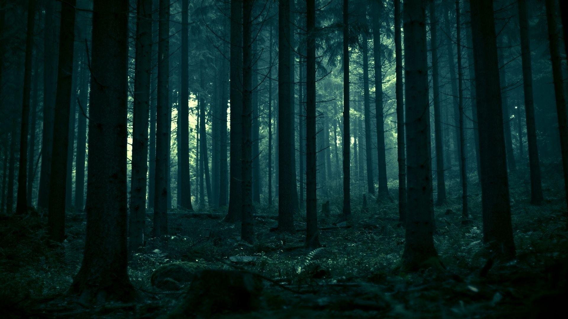 Dark Forest Background HD Wallpaper, Background Image
