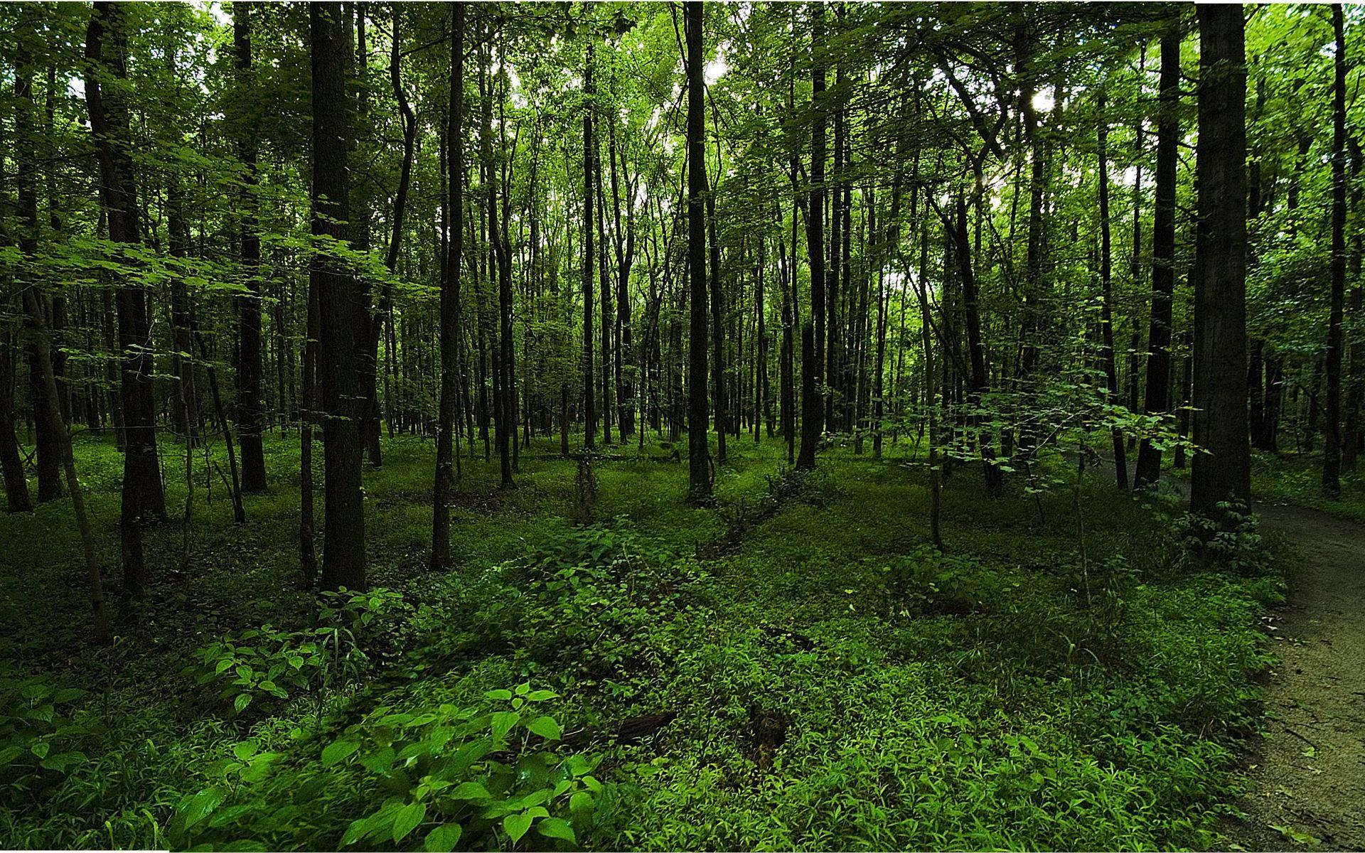 Dark Green Forest Background 2