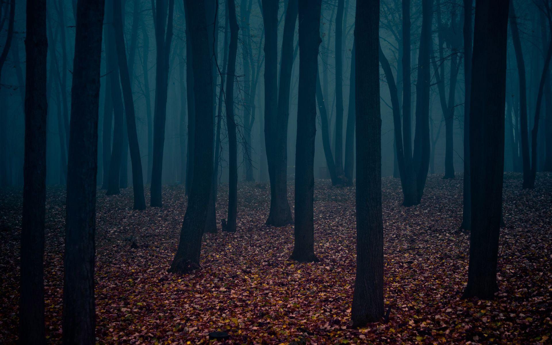 Hd Dark Forest HD Desktop Wallpaper, Instagram photo, Background