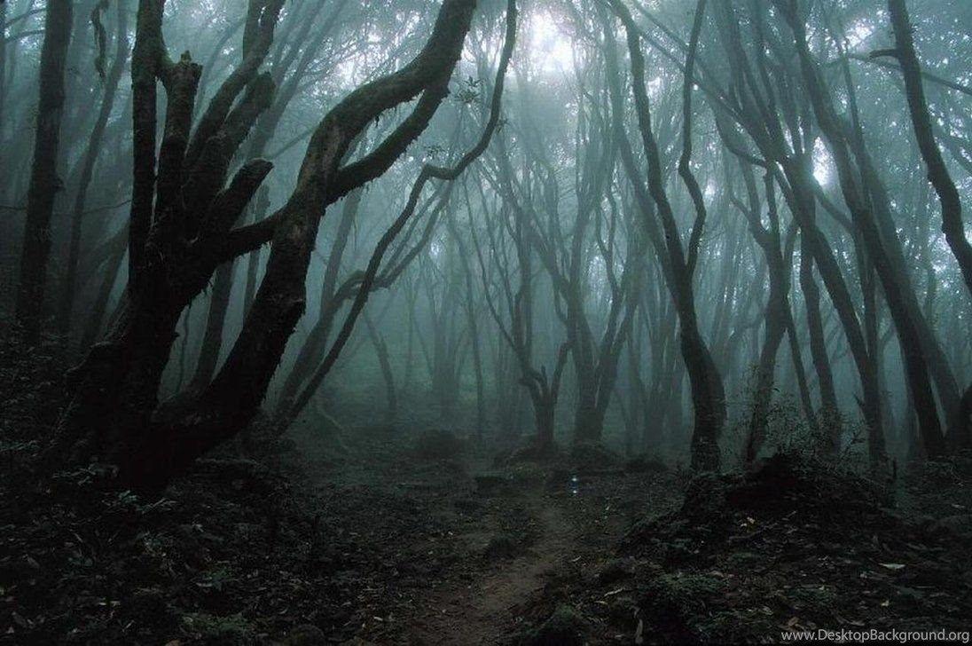 Dark Forest Background Image Desktop Background