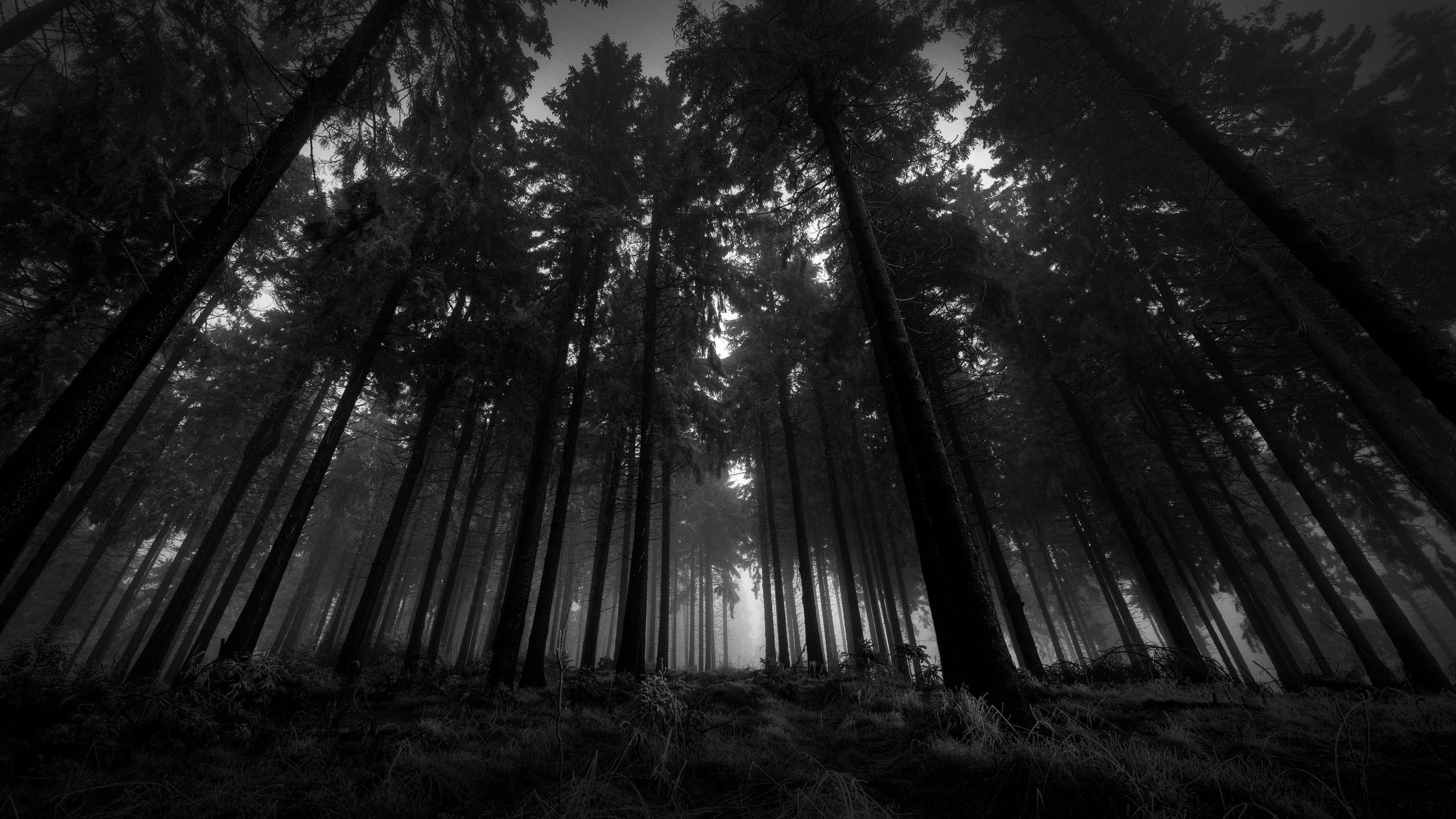 Latest Dark Forest Background With Moon FULL HD 1920×1080 For PC