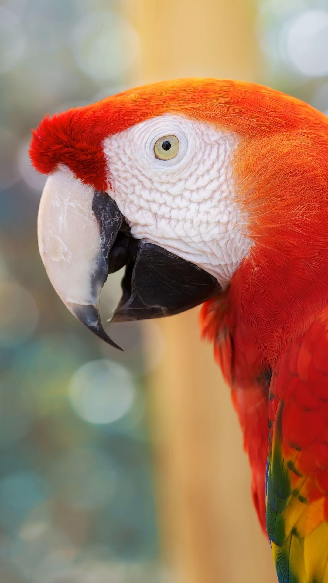 Download Parrot 1080 x 1920 Wallpaper. mobile9. Animals