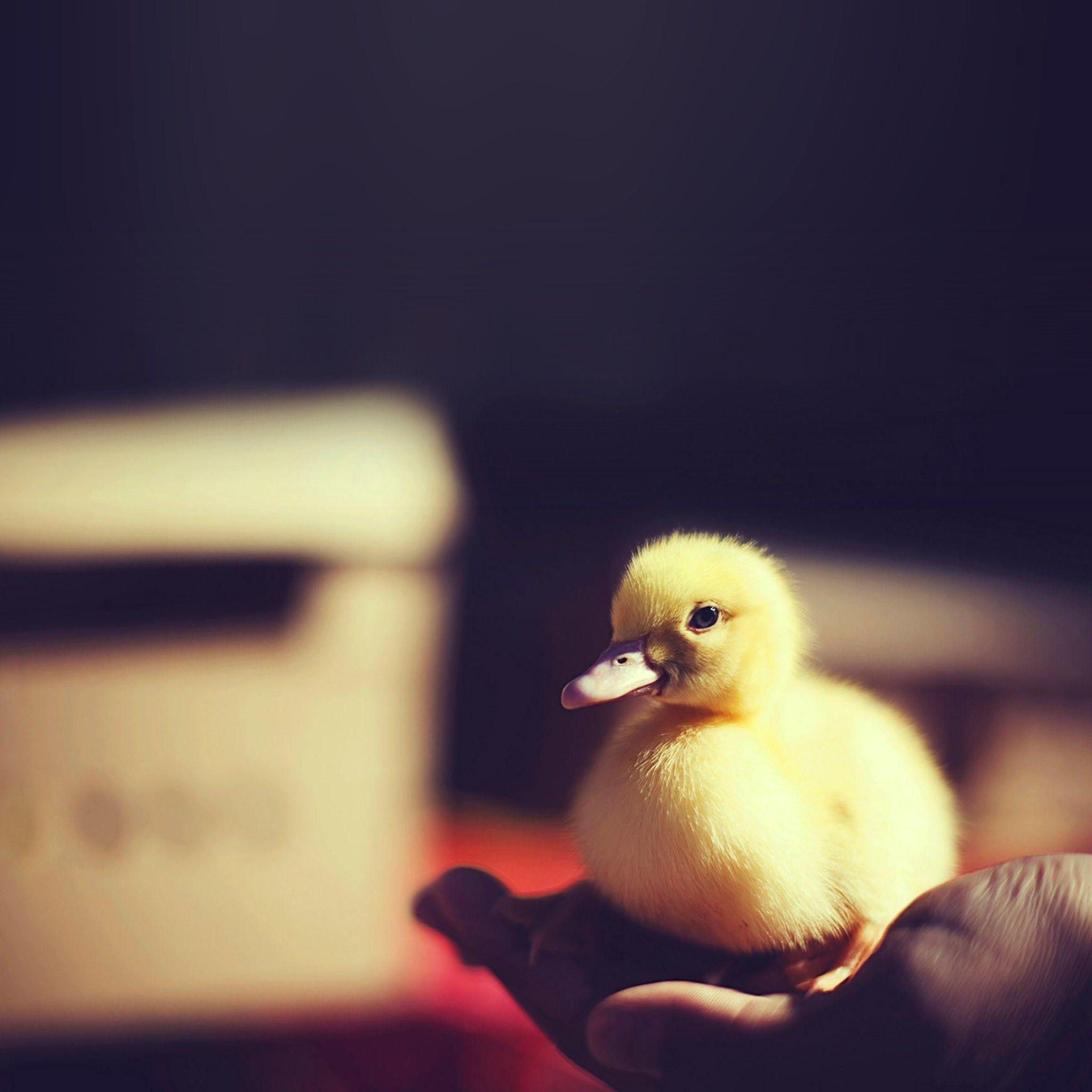 Cute duck to see more cute animals that will make you go 'Aww