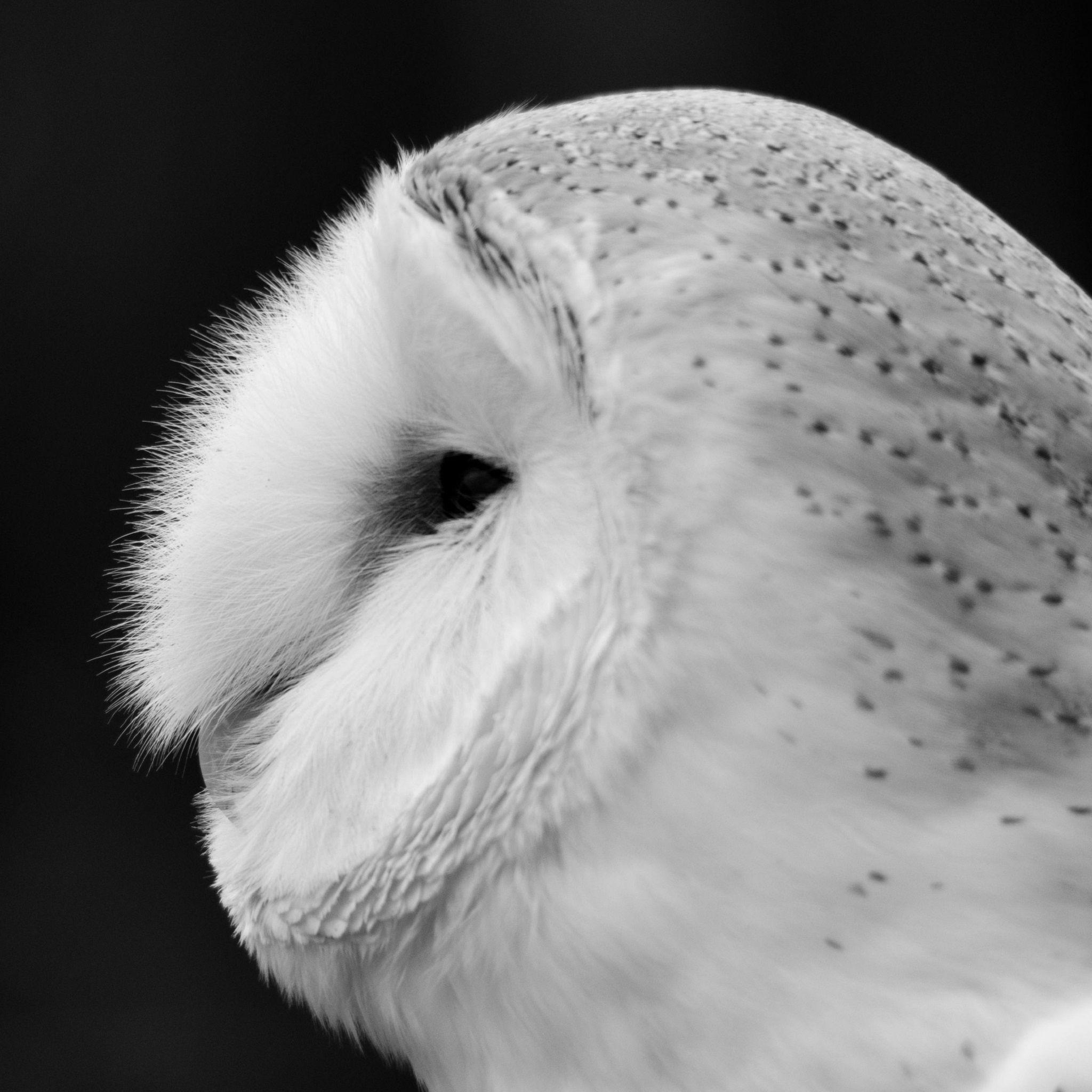 Barn Owl to see more best #blackwhite #photography wallpaper