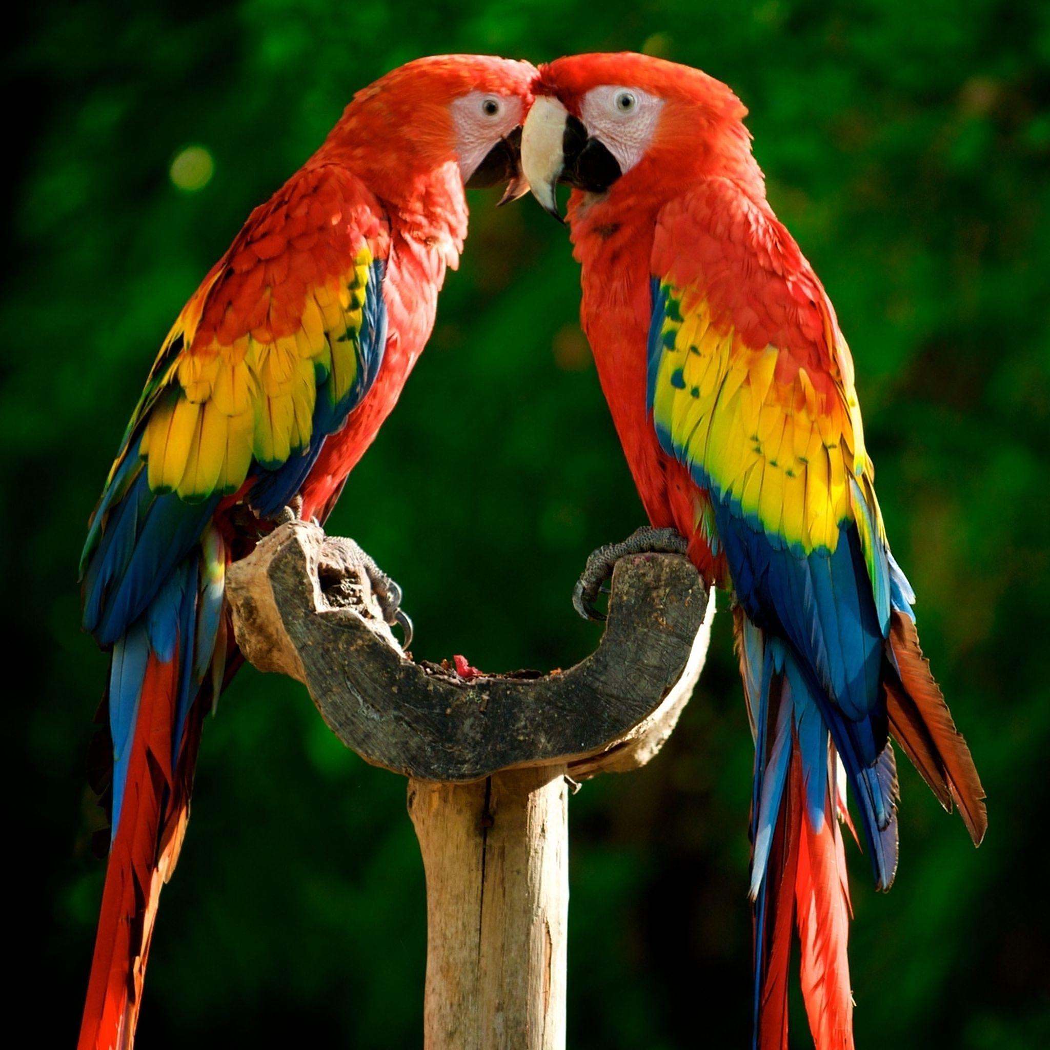 Download Colourful Parrot Lovers 2048 x 2048 Wallpaper