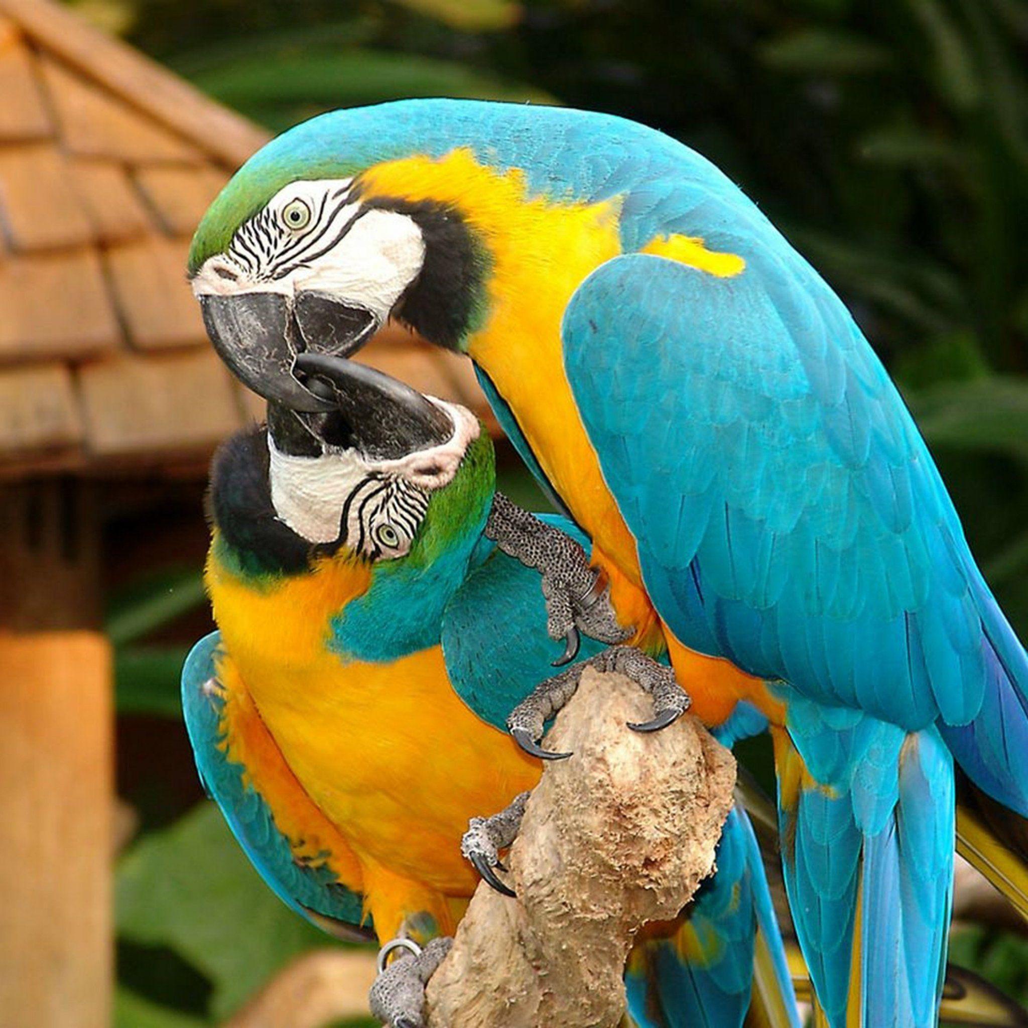 Download Macaw Couple 2048 x 2048 Wallpaper bird