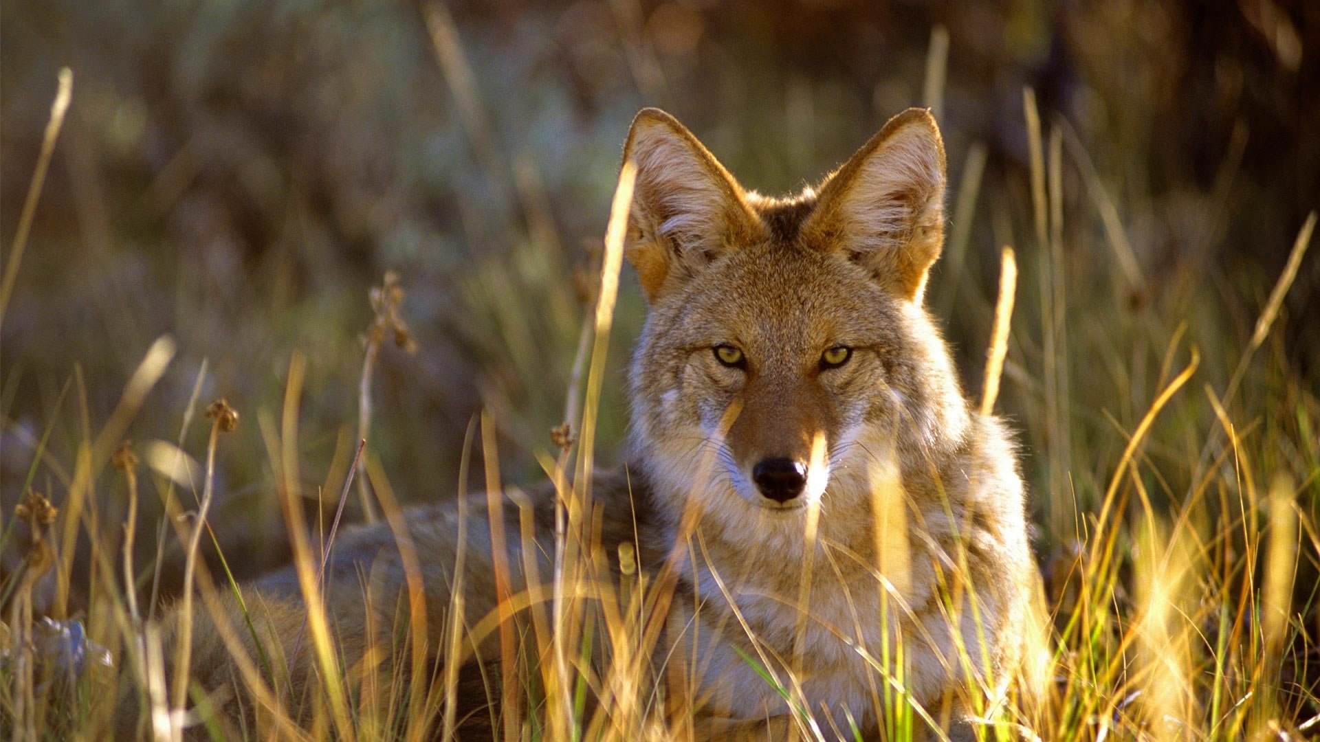 Coyote wallpaper 1920x1080 Full HD (1080p) desktop background