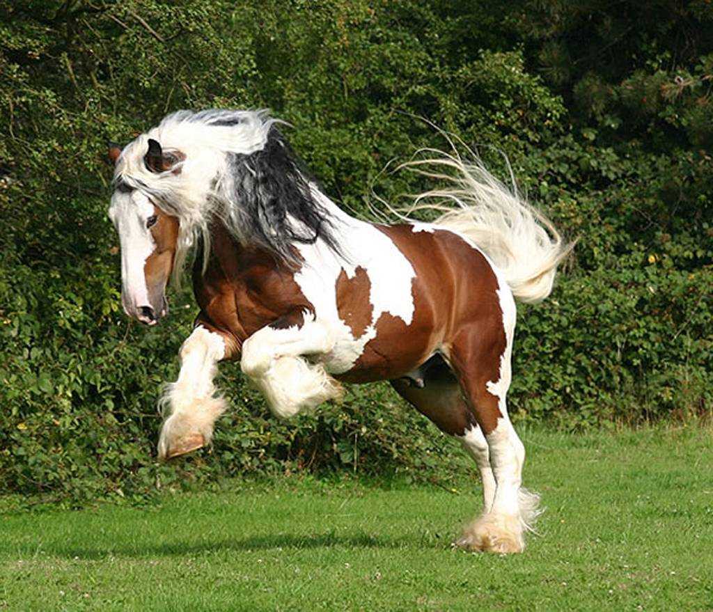 Clydesdale Wallpaper High Resolution Horses Picture For Laptop