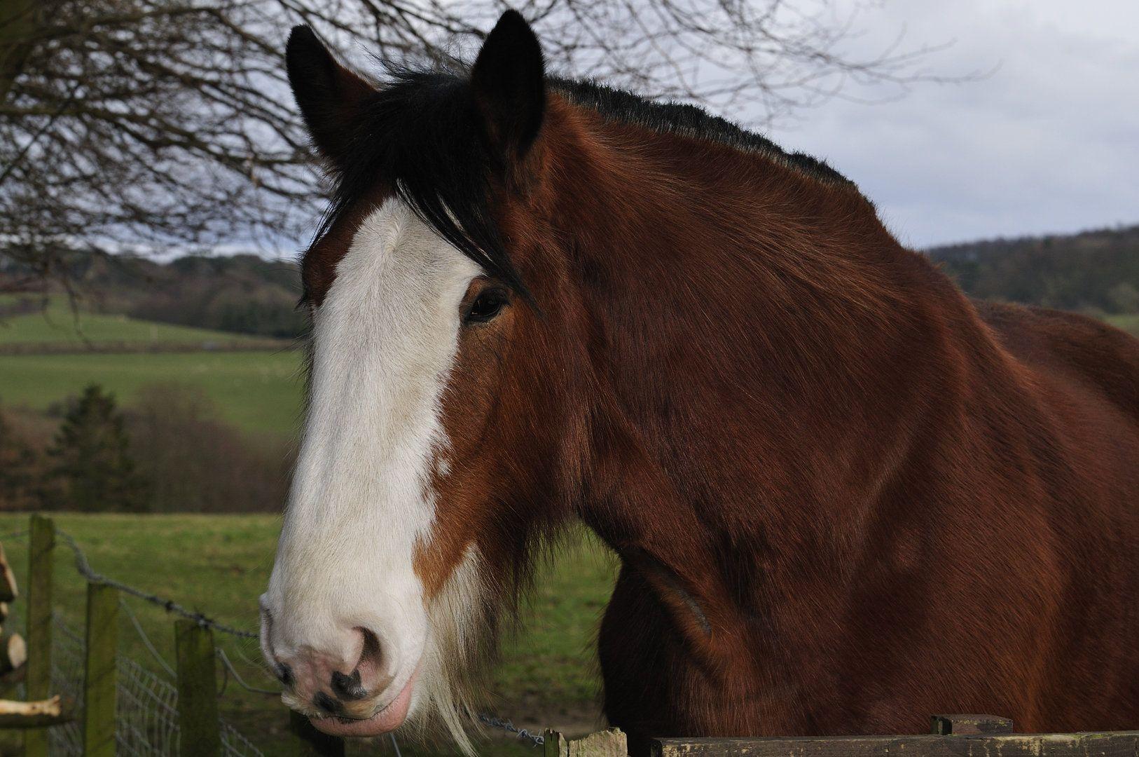 Clydesdale Face