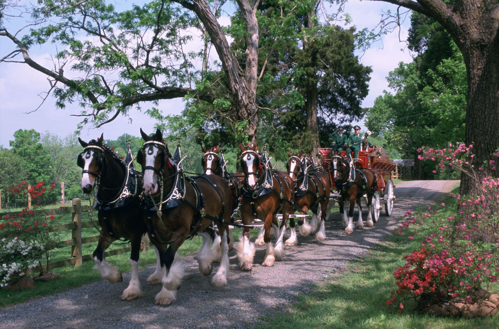 Clydesdale Horses Budweiser.. Budweiser Clydesdales