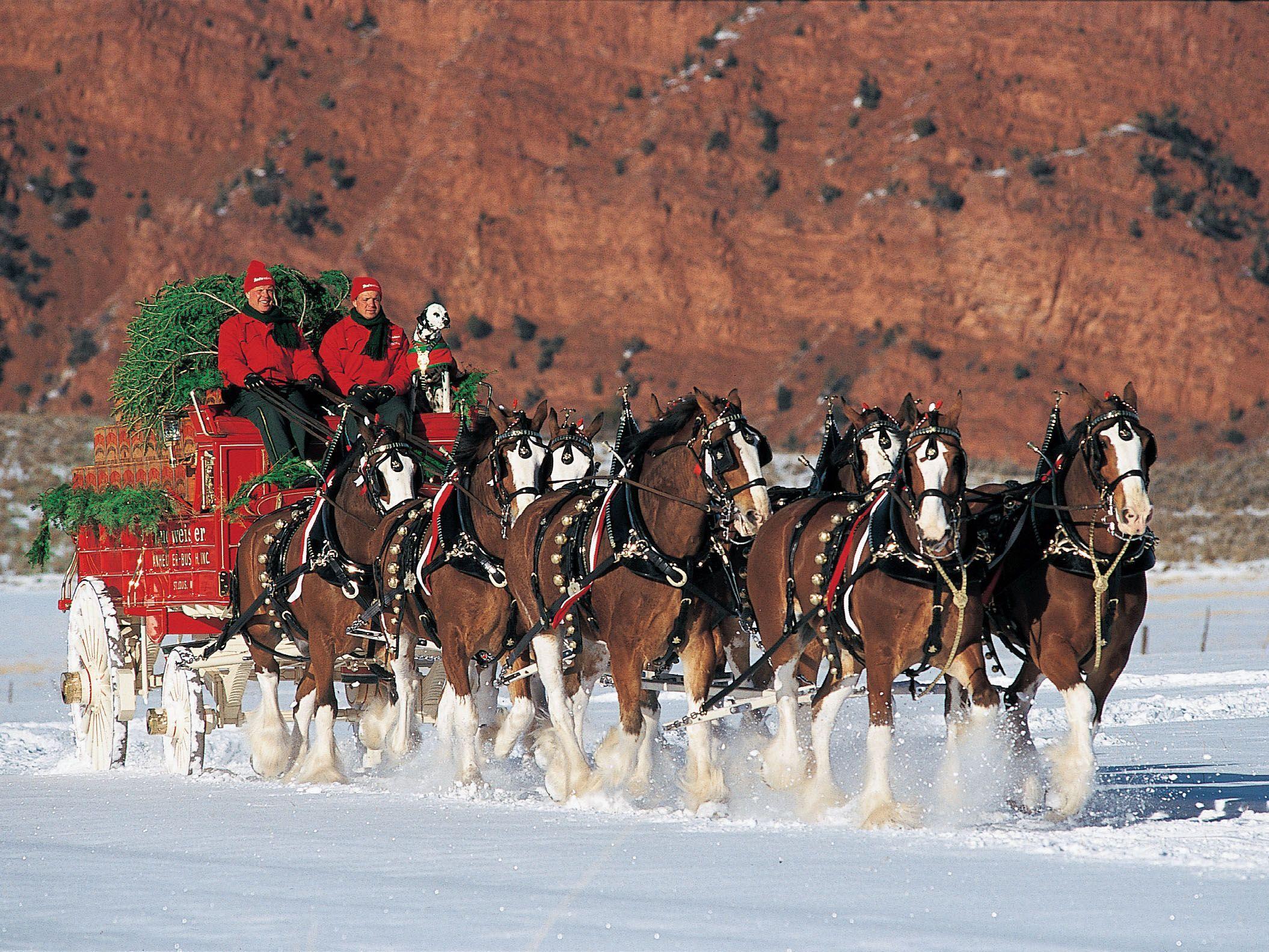 Winter Wonderland. Clydesdale horses, Christmas horses, Big horses