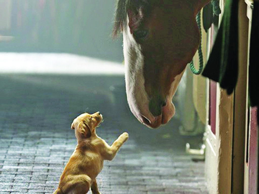Free Adorable Budweiser Clydesdales Image on your Mobile