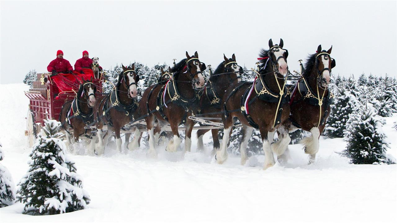 Image Makeover for Budweiser's Clydesdales?