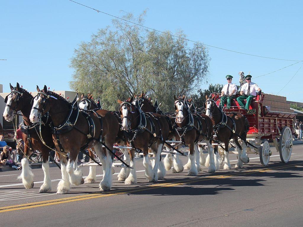 Free Adorable Budweiser Clydesdales Image on your Mobile