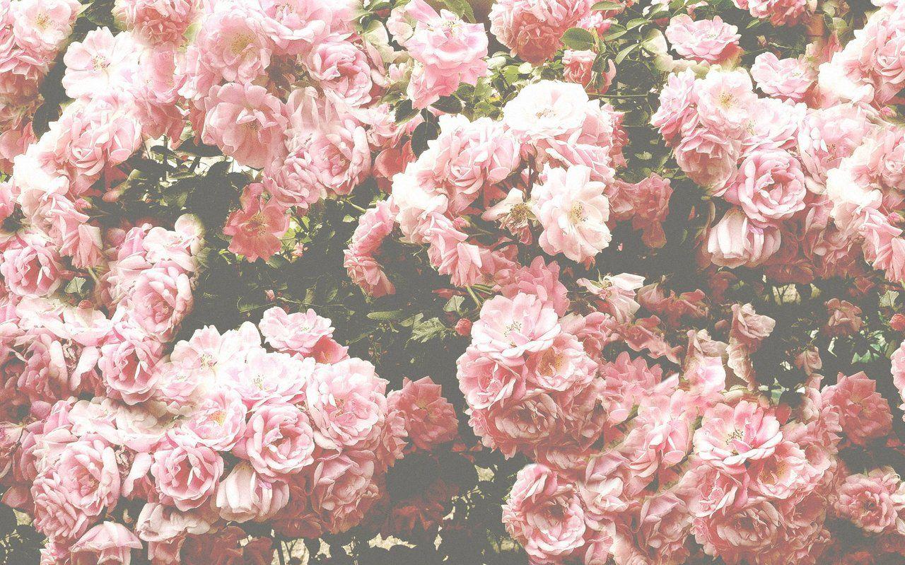 Real Flowers Background Tumblr
