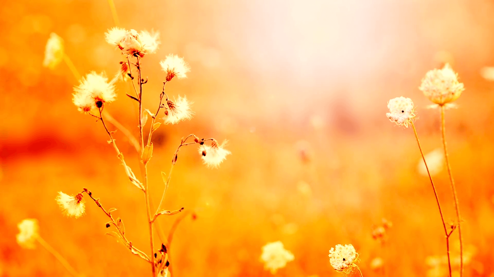 Beautiful flowers in field on sunset background. Sunny outdoor
